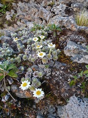 Leucogenes leontopodium