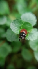 Aphodius pedellus