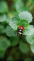Aphodius pedellus