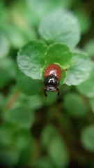 Aphodius pedellus