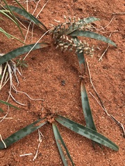 Ledebouria apertiflora