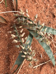 Ledebouria apertiflora