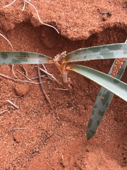 Ledebouria apertiflora