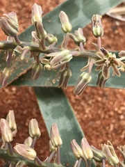 Ledebouria apertiflora