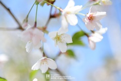 Prunus salicina