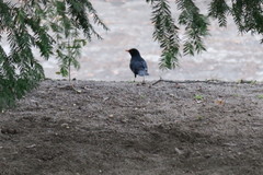 Turdus merula