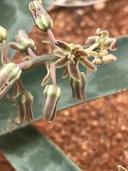Ledebouria apertiflora