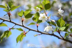 Prunus salicina