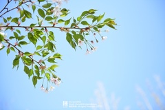 Prunus salicina