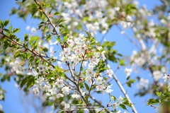 Prunus salicina