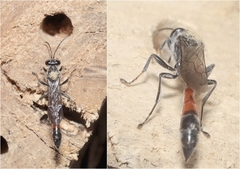 Trypoxylon petiolatum