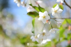 Prunus salicina
