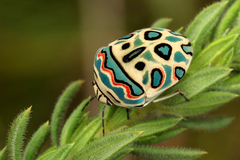 Sphaerocoris annulus