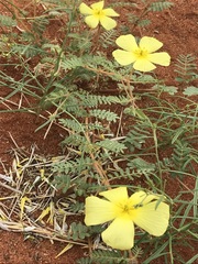 Tribulus pterophorus