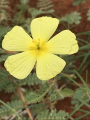 Tribulus pterophorus