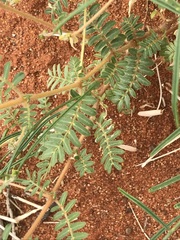 Tribulus pterophorus
