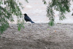 Turdus merula