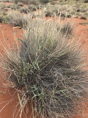 Centropodia glauca