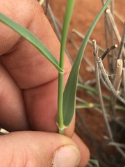 Centropodia glauca