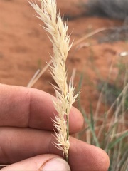 Centropodia glauca