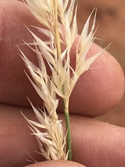 Centropodia glauca