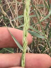 Centropodia glauca
