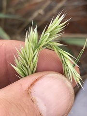 Centropodia glauca