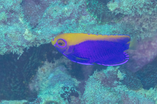 Centropyge acanthops observed 2025-09-10