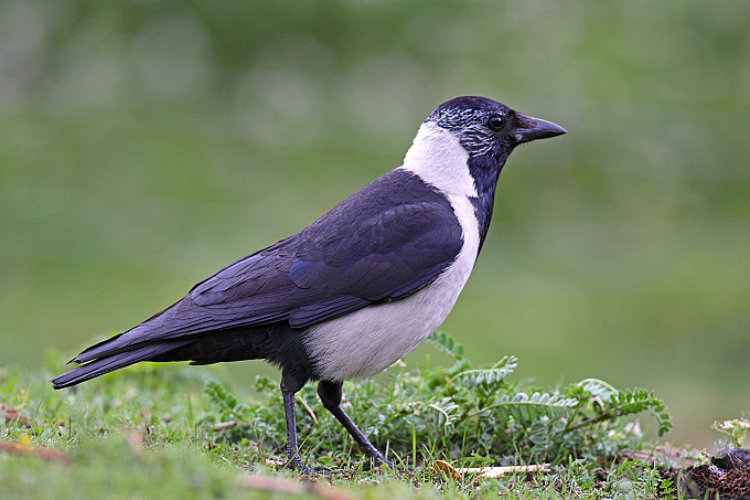 Daurian Jackdaw
