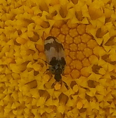 Attagenus bifasciatus