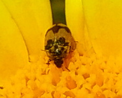 Attagenus bifasciatus