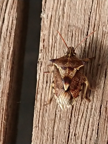 Photo of Schellenberg's soldier bug (Oechalia schellenbergii)