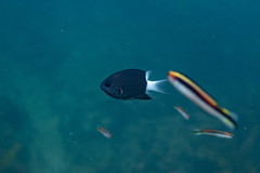 Pycnochromis margaritifer