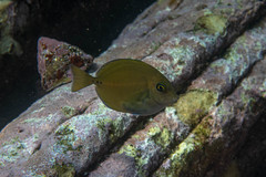 Prionurus maculatus