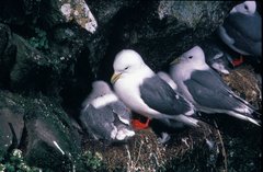 Red-Legged Kittiwake photo 5