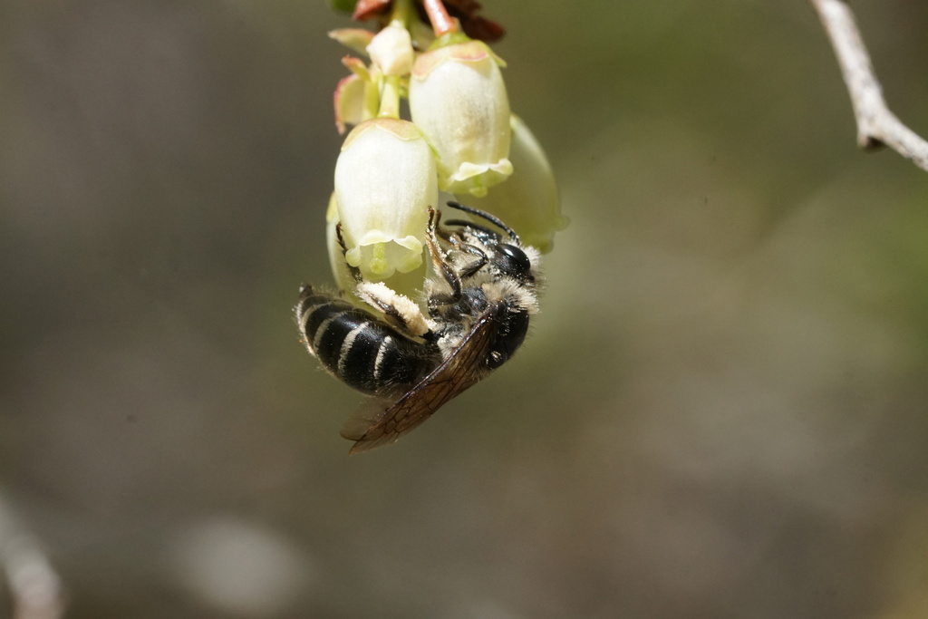 Blueberry Cellophane Bee