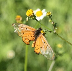 Acraea neobule neobule