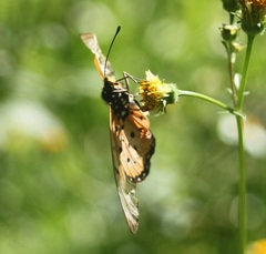 Acraea neobule neobule