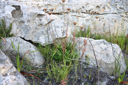 Hermas villosa, photograph 2