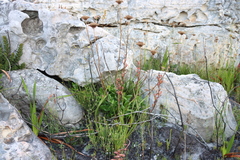 Hermas villosa, photograph (c) Tony Rebelo, some rights reserved (CC BY-SA)