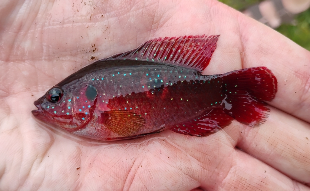 African jewelfish (Hemichromis letourneuxi) — Cichlidae