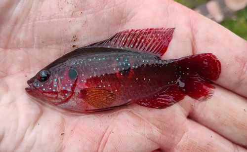 Afrikaanse juweelcichlide (Hemichromis letourneuxi) — Cichlidae