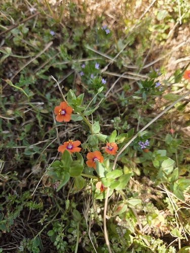 iNaturalist observation photo of scarlet pimpernel