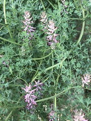 Fumaria officinalis