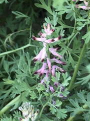 Fumaria officinalis