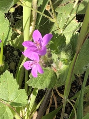 Erodium malacoides