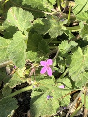 Erodium malacoides