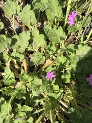 Erodium malacoides