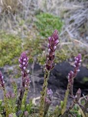 Neobartsia stricta