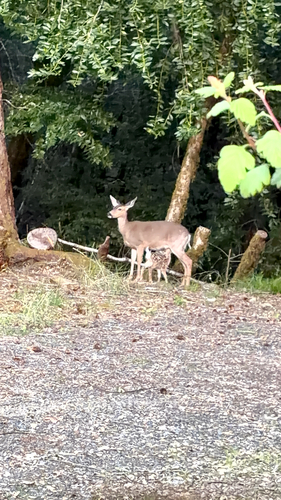 iNaturalist observation photo of Mule Deer
